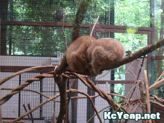 zoo06 zoo06