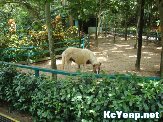 zoo08 zoo08