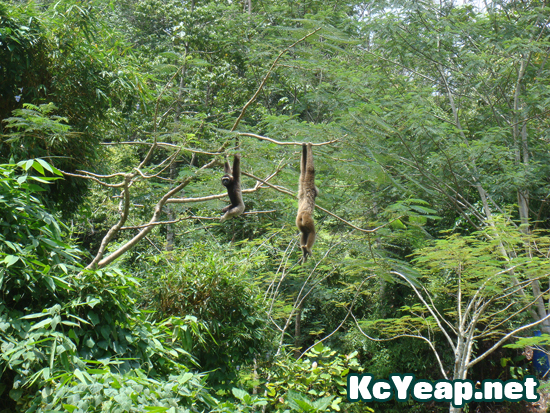 zoo09 zoo09