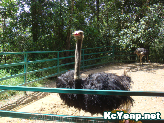 zoo13 zoo13